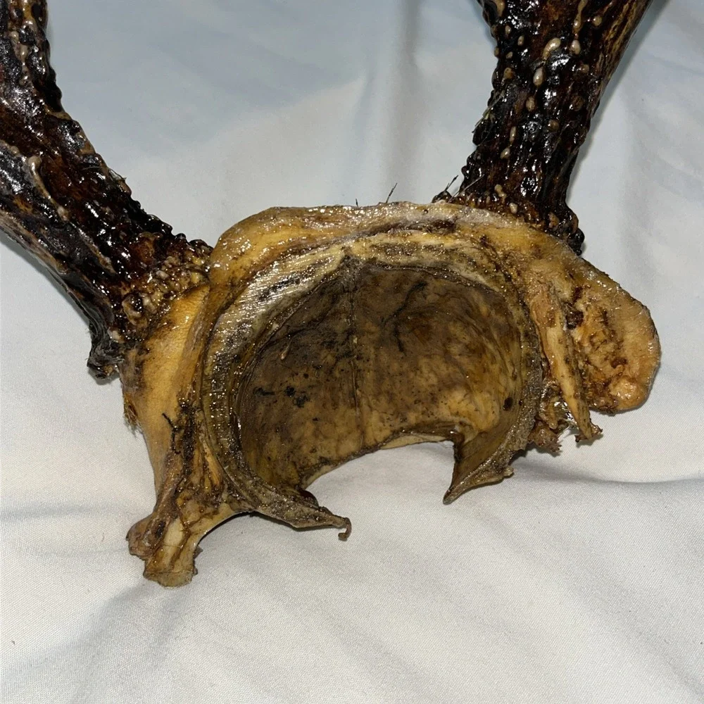 Genuine Deer Antlers Small 7 point Man Cave Decor Antler Polished‎ Hunters Skull
